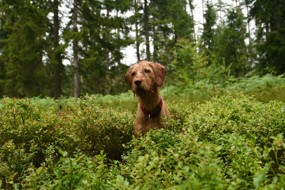 Allergietest für Hunde