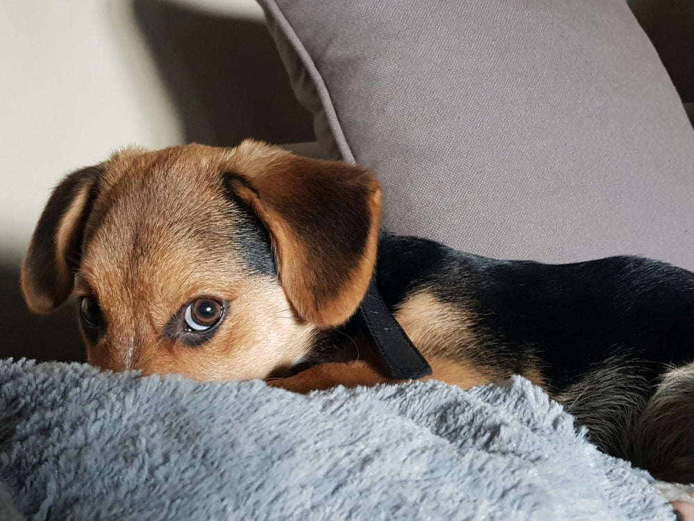 Die richtige Kommunikation für eine gesunde Mensch-Hund-Beziehung