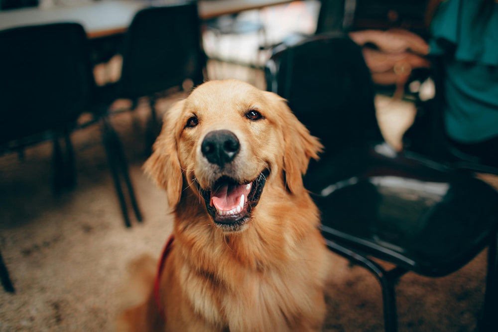 Bauchspeicheldrüsenerkrankungen beim Hund
