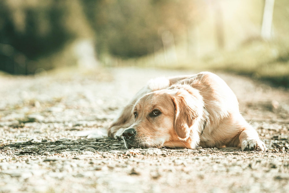 Hunde mit Allergien: Diese Hunderassen sind besonders anfällig