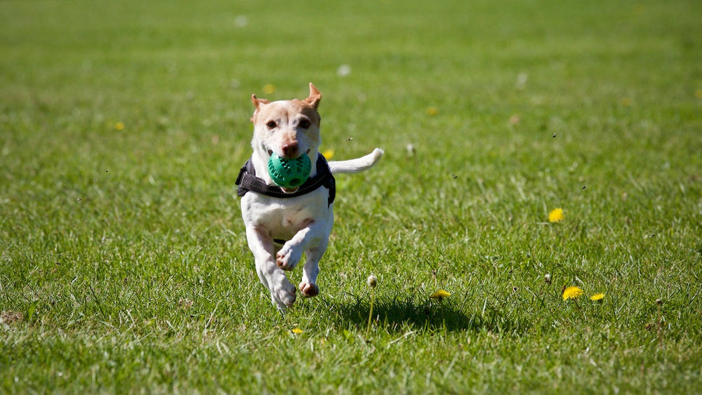 So gelingen entspannte Hundebegegnungen & Spaziergänge