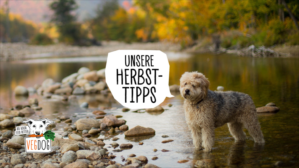 TIPPS FÜR EINEN GOLDENEN HERBST