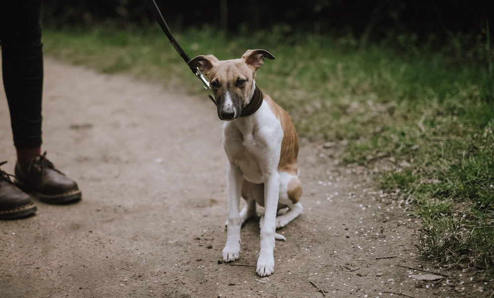 La ricetta completa per il ...
