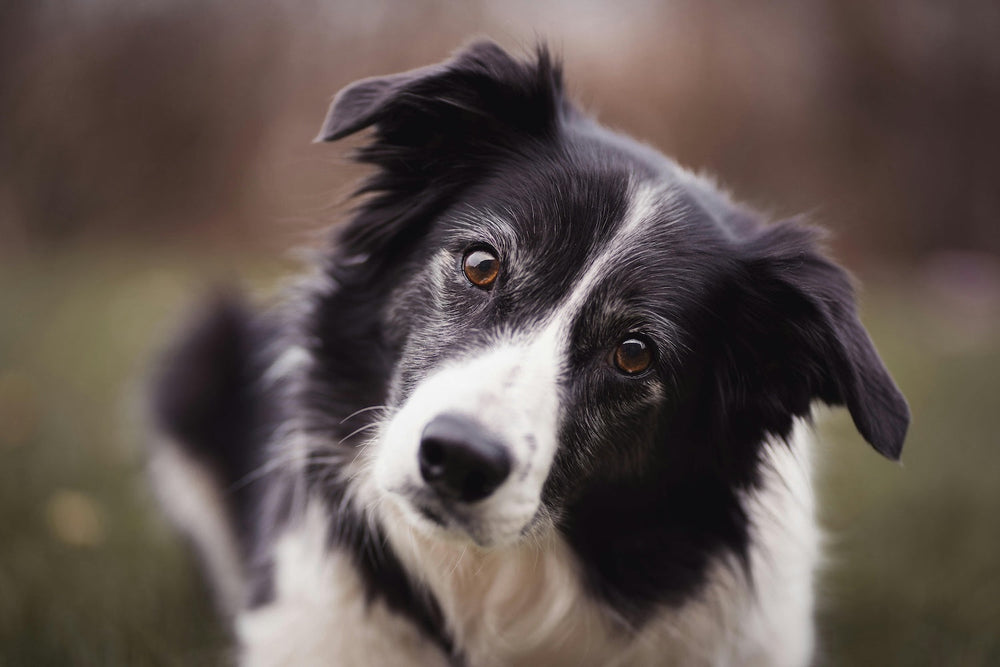 Alternative Proteinquellen für Hunde mit Allergien