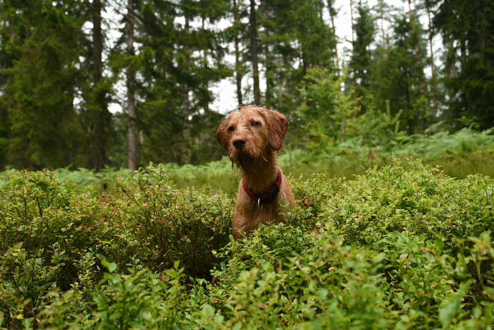 Allergietest für Hunde