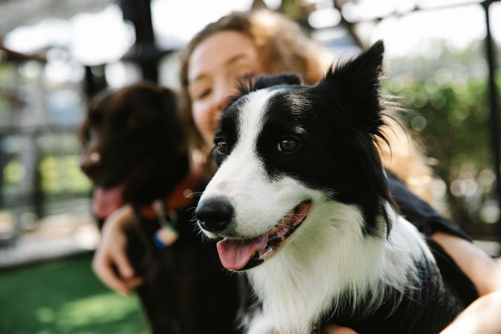 Vegane Hundeernährung: Pro & Contra – VEGDOG