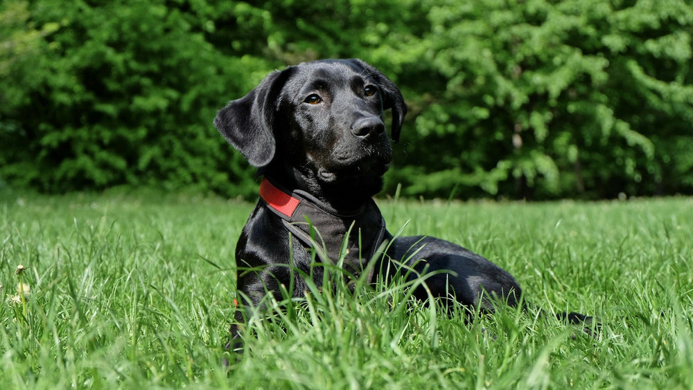 Allergien beim Hund erkennen & behandeln